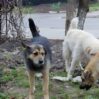 3239587 1 deblurred