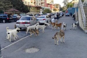 Bakı küçələrində ölüm saçan təhlükə - "Xüsusi cihazlar da işə yaramır"