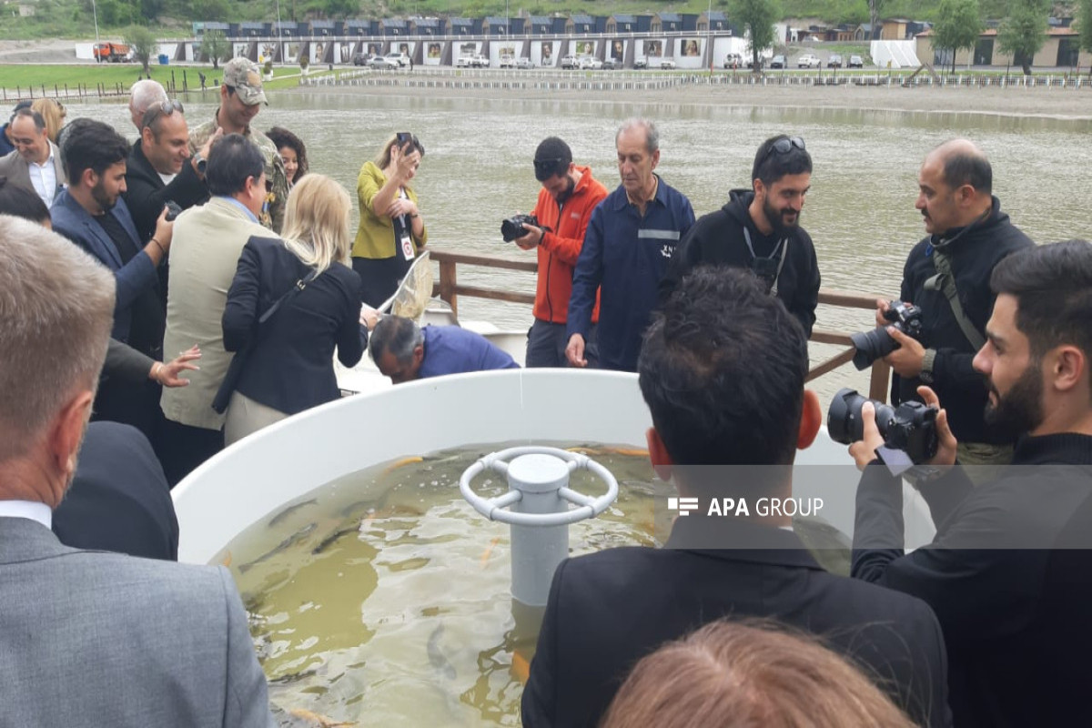Diplomatlar Həkəri çayına balıq körpələri buraxdı - FOTOLAR