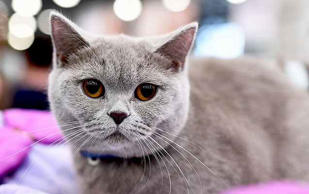 Bakıda 17 min manata pişik satılır - VİDEO 1 Bakıda 17 min manata pişik satılır - VİDEO