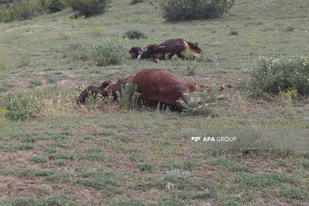 Şəmkirdə 40-a yaxın inək tələf oldu