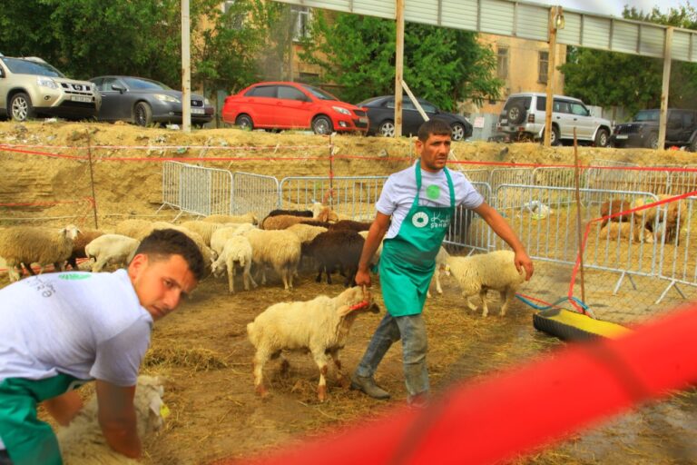 Qurban bayramı ilə bağlı qaydalar açıqlandı