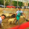 qurbanliq 0