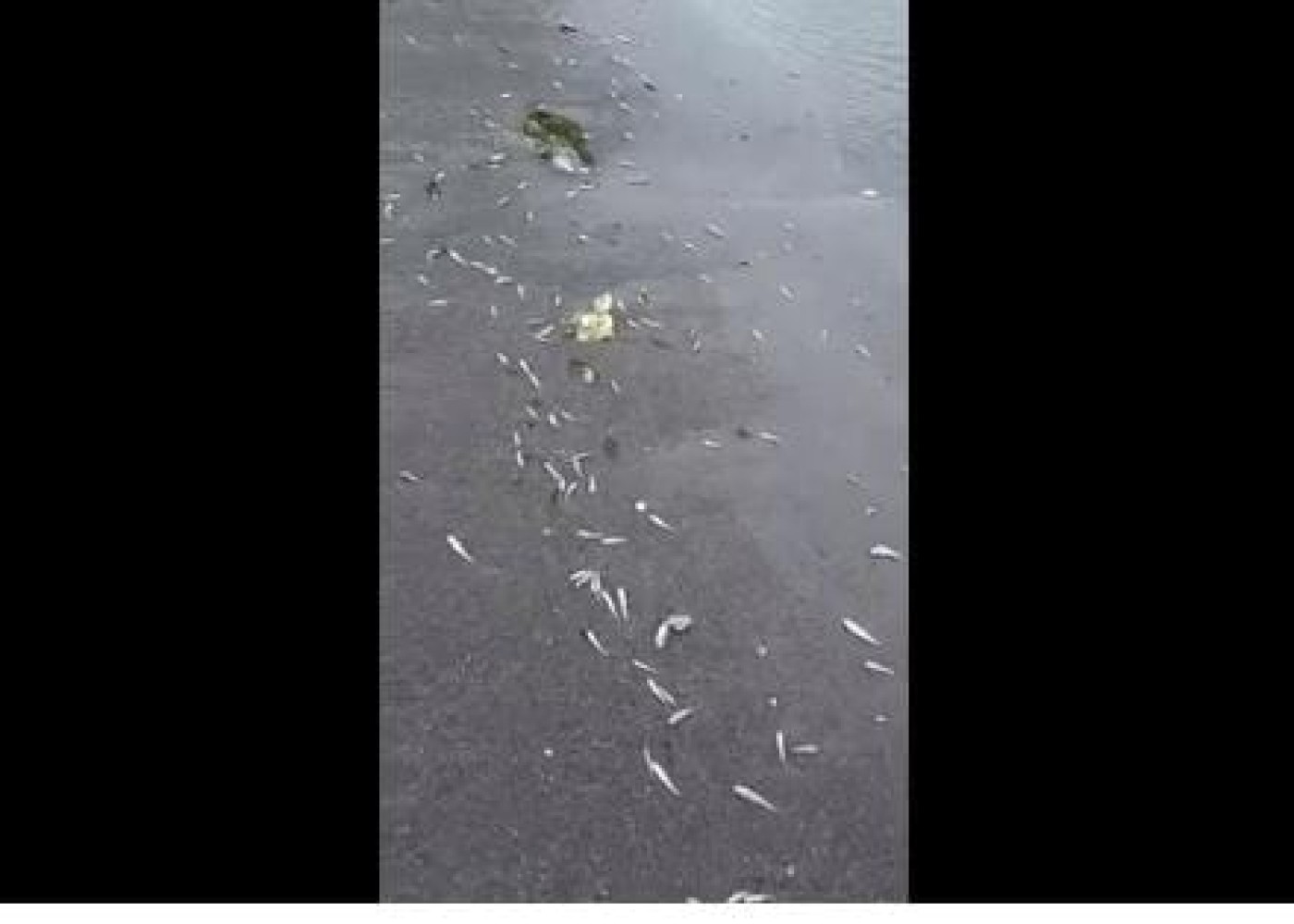 Xəzər sahillərində balıqların kütləvi ölümü baş verdi - VİDEO