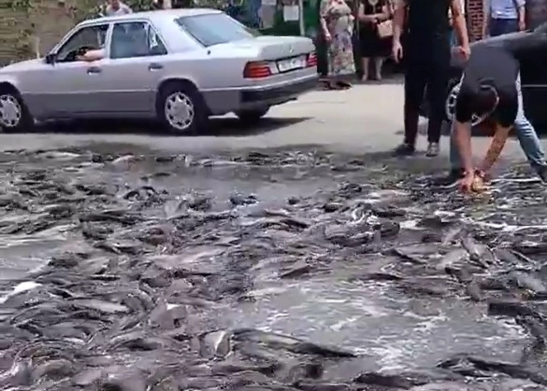 Azərbaycanda qəza: Balıqlar yola dağıldı, sıxlıq yarandı - VİDEO 1 Azərbaycanda qəza: Balıqlar yola dağıldı, sıxlıq yarandı - VİDEO