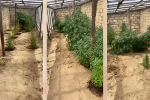 Polisdən əməliyyat: Bilgəhdə çətənə kolları yetişdirən şəxslər ələ keçdilər - VİDEO