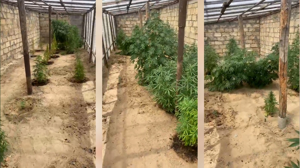 Polisdən əməliyyat: Bilgəhdə çətənə kolları yetişdirən şəxslər ələ keçdilər - VİDEO