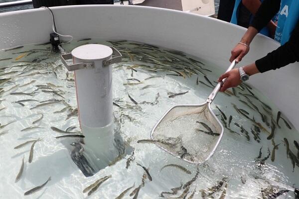 Yağış minlərlə balığın məhvinə səbəb oldu - VİDEO