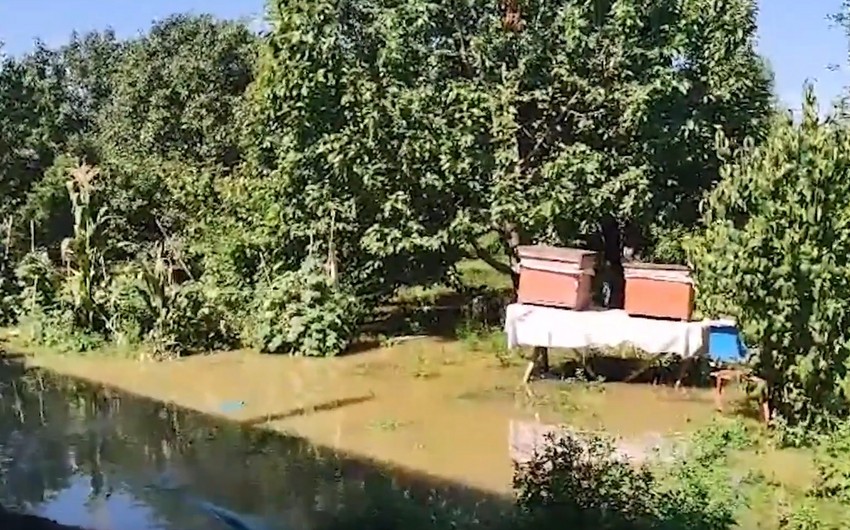 Samuxda evləri sel suları basdı - VİDEO