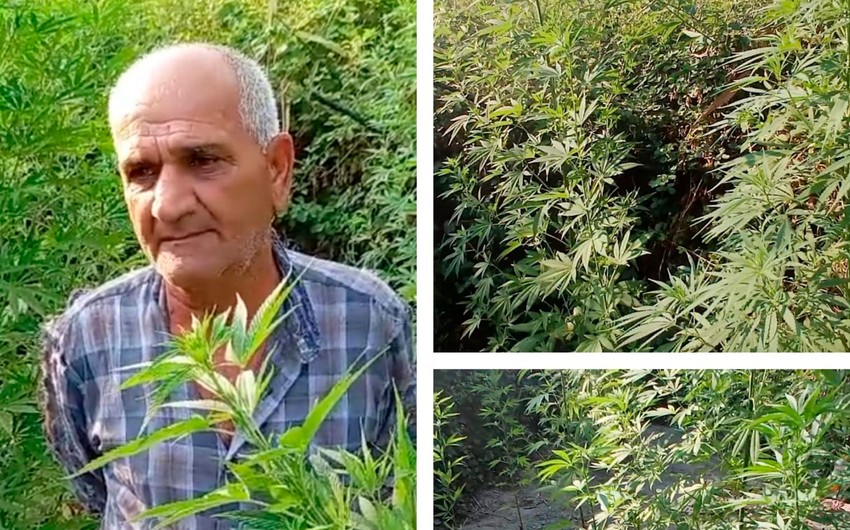 Meşədə çətənə yetişdirən şəxs saxlanıldı - FOTO