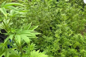 Şəmkirdə 25 tona yaxın çətənə bitkisi məhv edildi