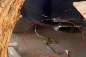 DİQQƏT: "28 May" metrosunun qarşısında ilanlar peyda oldu - VİDEO