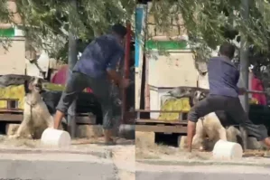 Küçədə itə balta ilə işgəncə verən şəxsə məhkəmədən ağır cəza - VİDEO