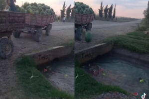 Bərdədə qarpızları niyə kanala atdılar? - VİDEO