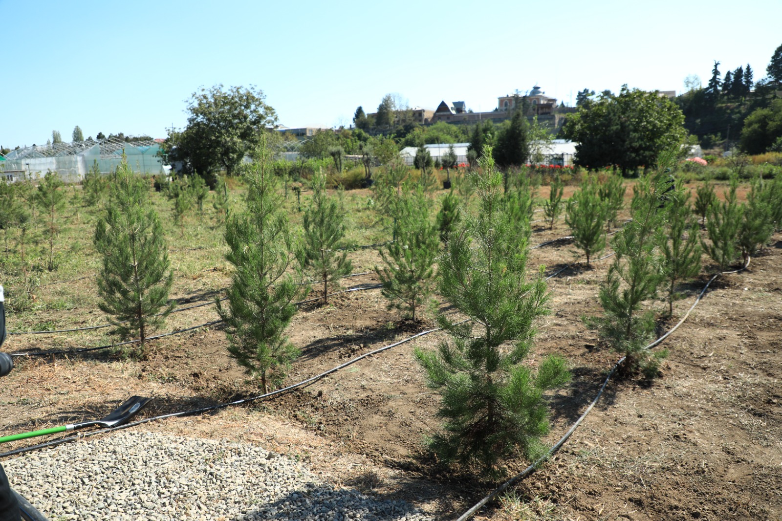 Gəncədə Anım Gününə həsr olunmuş ağacəkmə aksiyası - FOTOLAR 20 Gəncədə Anım Gününə həsr olunmuş ağacəkmə aksiyası - FOTOLAR