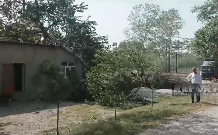 Ağac kafenin üstünə aşdı: xəsarət alanlar var - FOTOLAR