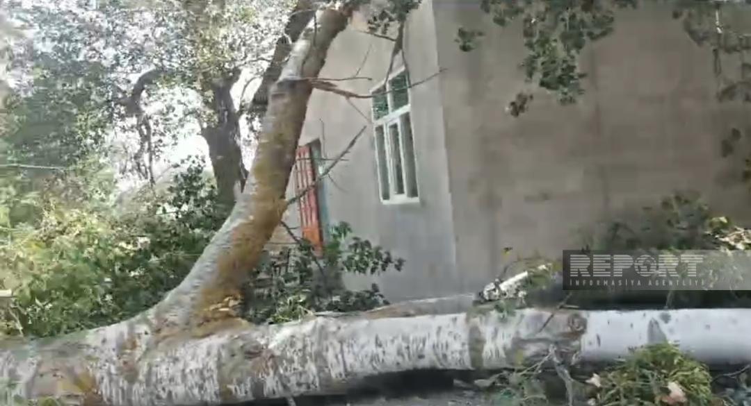 Ağac kafenin üstünə aşdı: xəsarət alanlar var - FOTOLAR