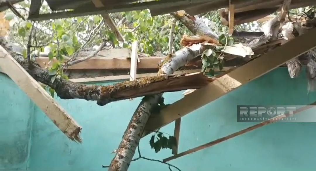 Ağac kafenin üstünə aşdı: xəsarət alanlar var - FOTOLAR