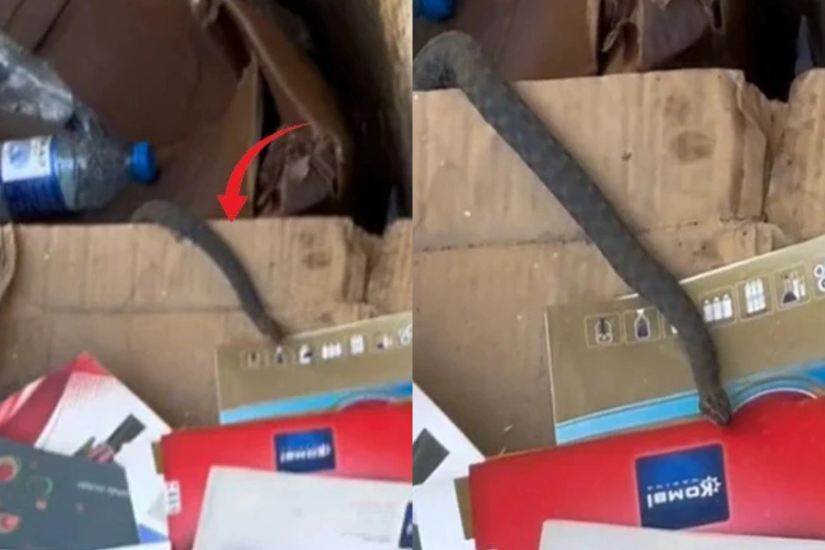 Bakının mərkəzində ilan peyda oldu - VİDEO 1 Bakının mərkəzində ilan peyda oldu - VİDEO