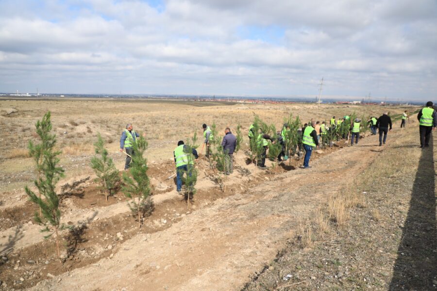 “Yaşıl dünya naminə həmrəylik ili”: Gəncədə ağacəkmə aksiyası keçirilir - FOTOLAR