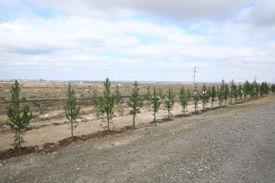“Yaşıl dünya naminə həmrəylik ili”: Gəncədə ağacəkmə aksiyası keçirilir - FOTOLAR