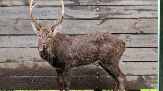 Qubada kanaldan çıxarılan maralla bağlı açıqlama - VİDEO