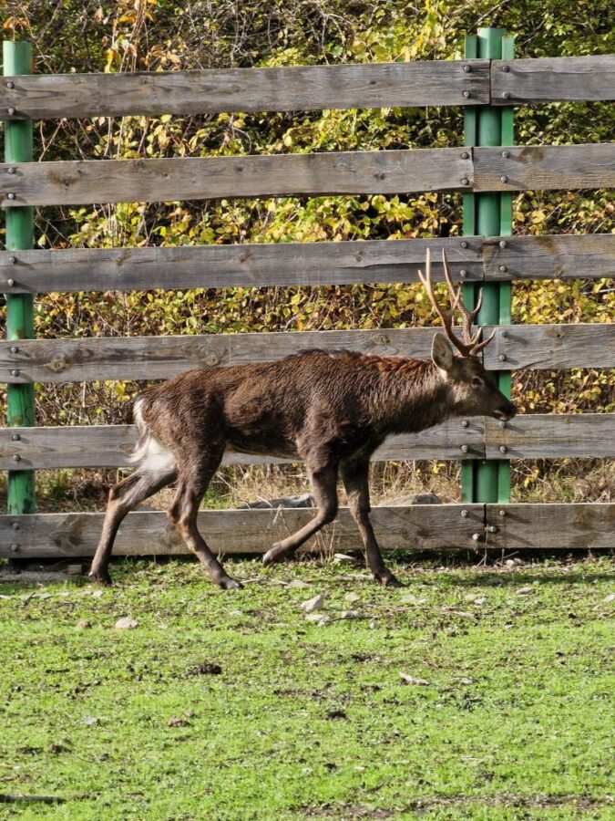 Qubada kanaldan çıxarılan maralla bağlı açıqlama - VİDEO