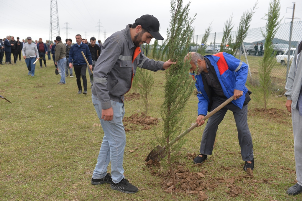Lənkəranda iki min ağac əkildi - FOTOLAR