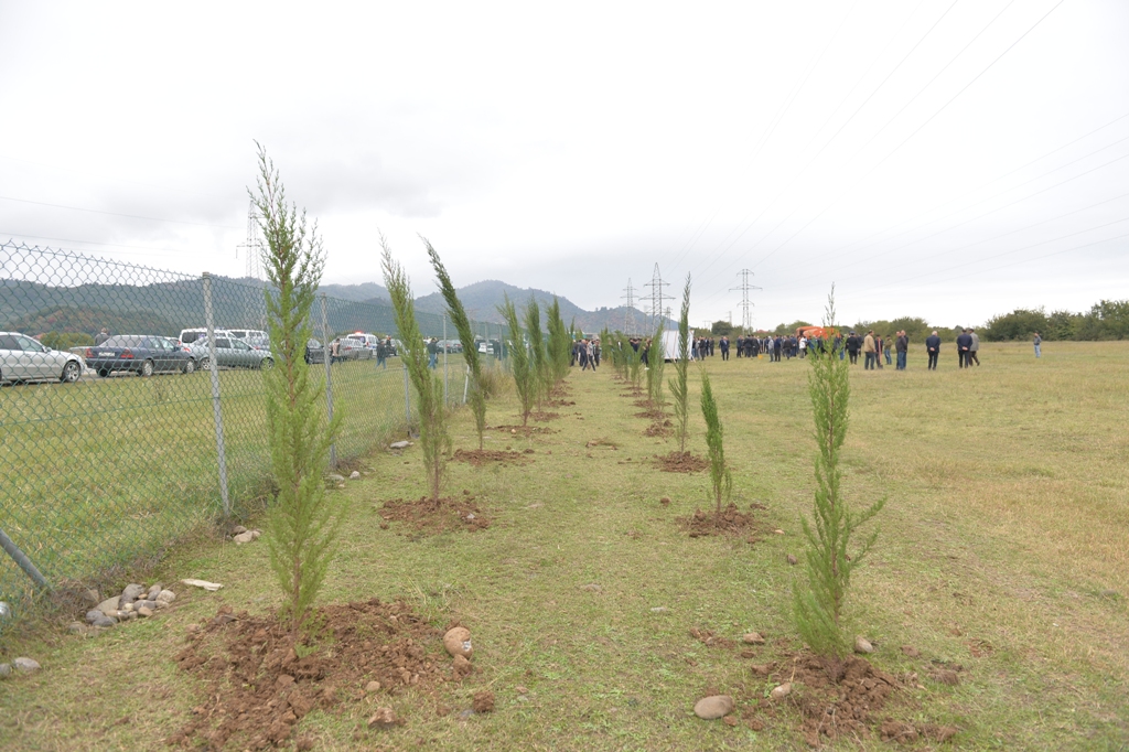 Lənkəranda iki min ağac əkildi - FOTOLAR