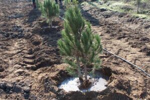 Azərbaycanda 1 milyondan çox ağac əkiləcək