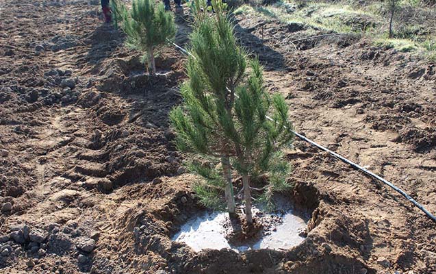 Azərbaycanda 1 milyondan çox ağac əkiləcək