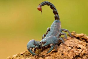 Göygöldə əqrəb sancan müəllim öldü