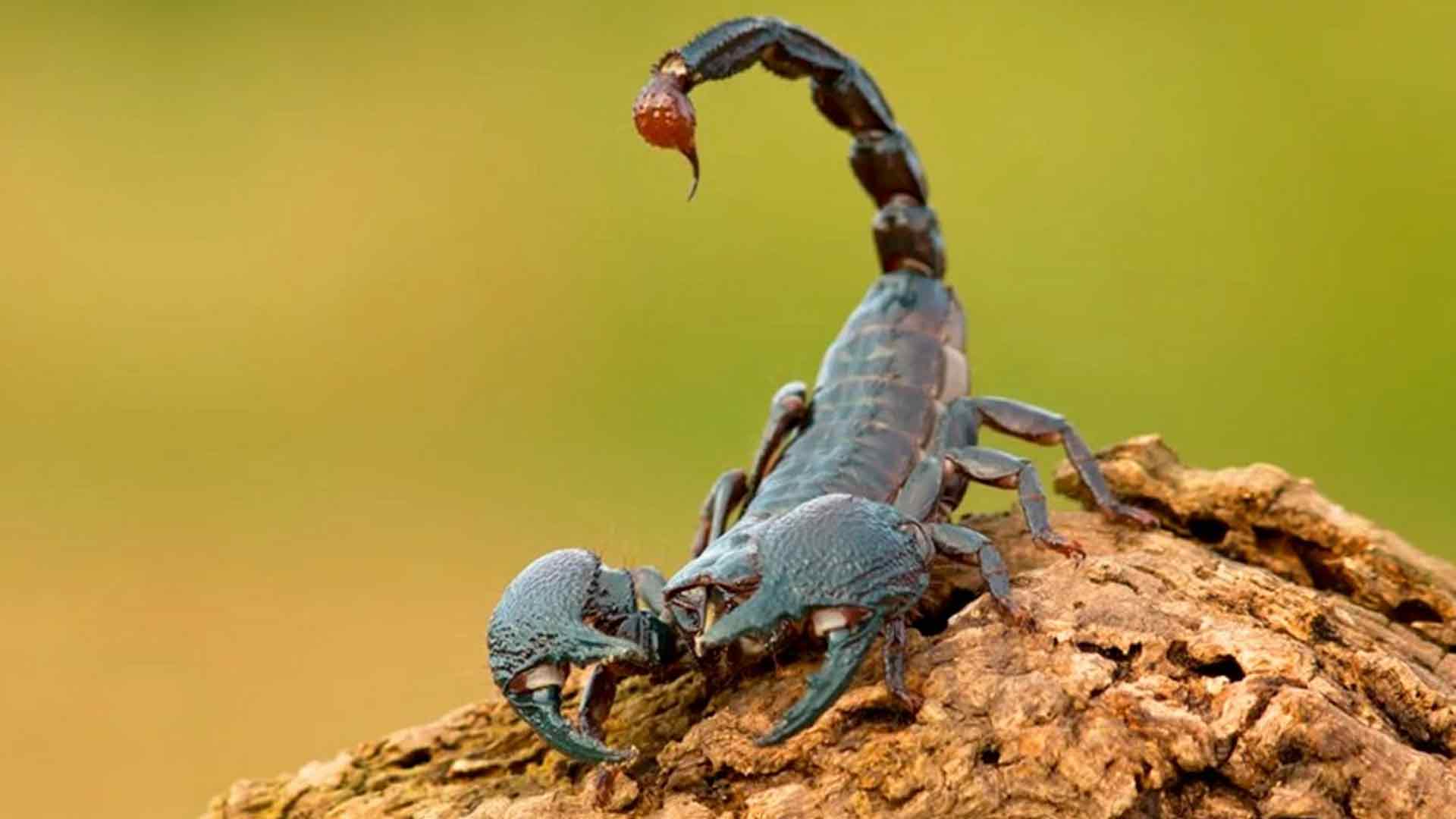 Göygöldə əqrəb sancan müəllim öldü