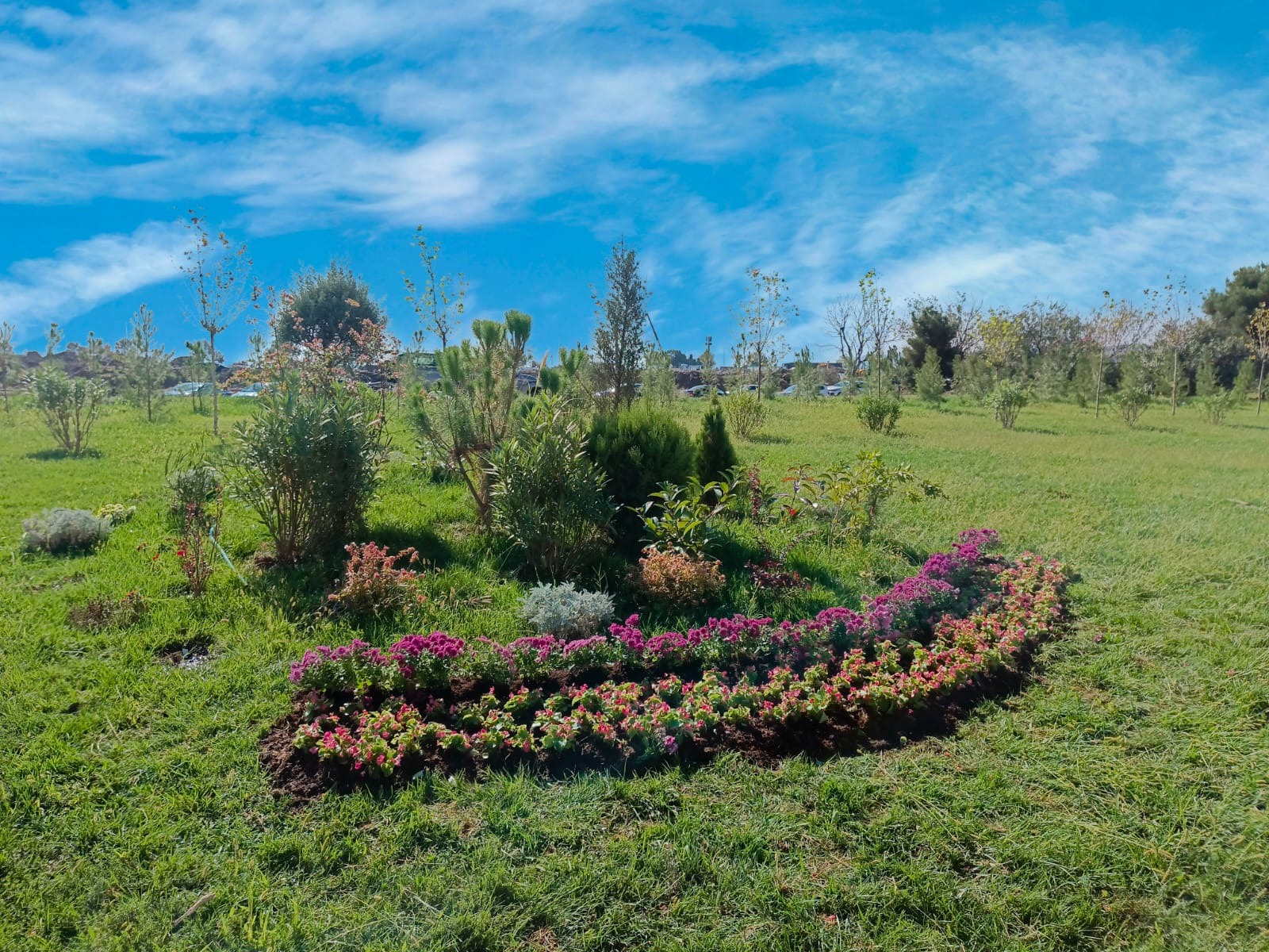 Xətaidə ağacəkmə aksiyası davam edir - FOTOLAR