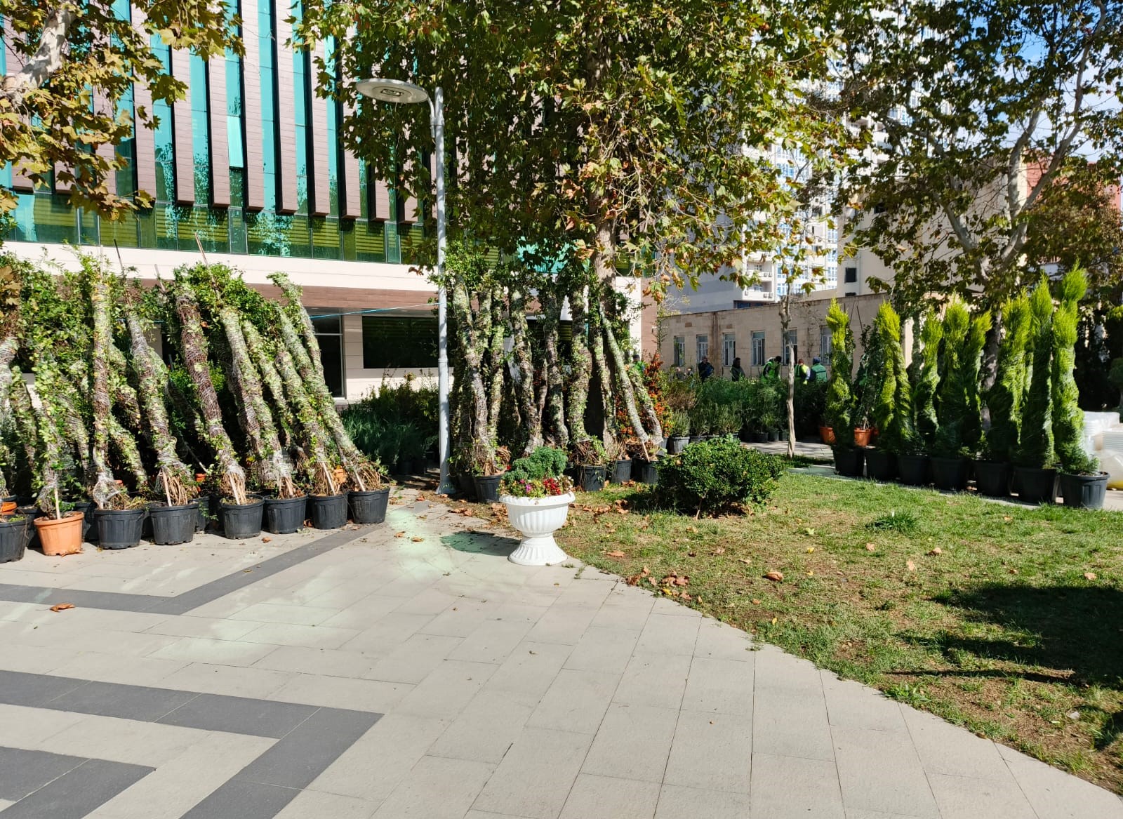 Xətaidə ağacəkmə aksiyası davam edir - FOTOLAR