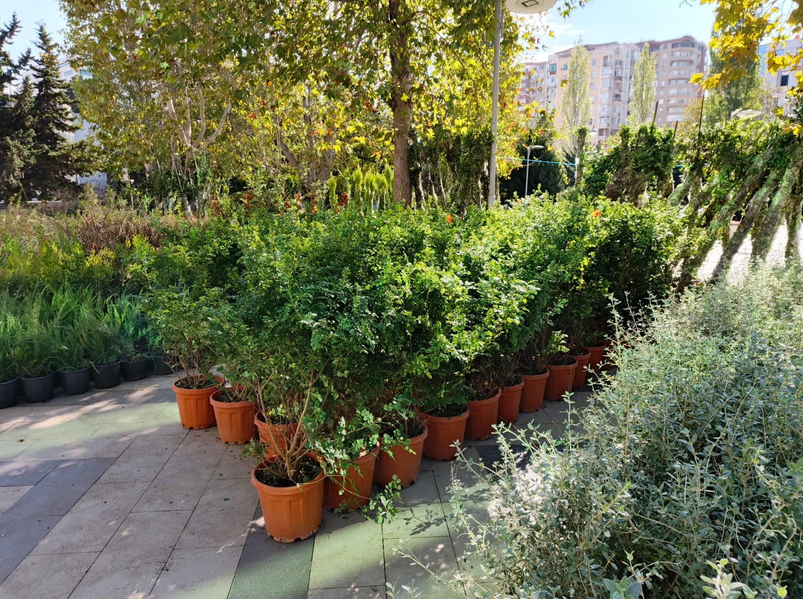 Xətaidə ağacəkmə aksiyası davam edir - FOTOLAR 12 Xətaidə ağacəkmə aksiyası davam edir - FOTOLAR