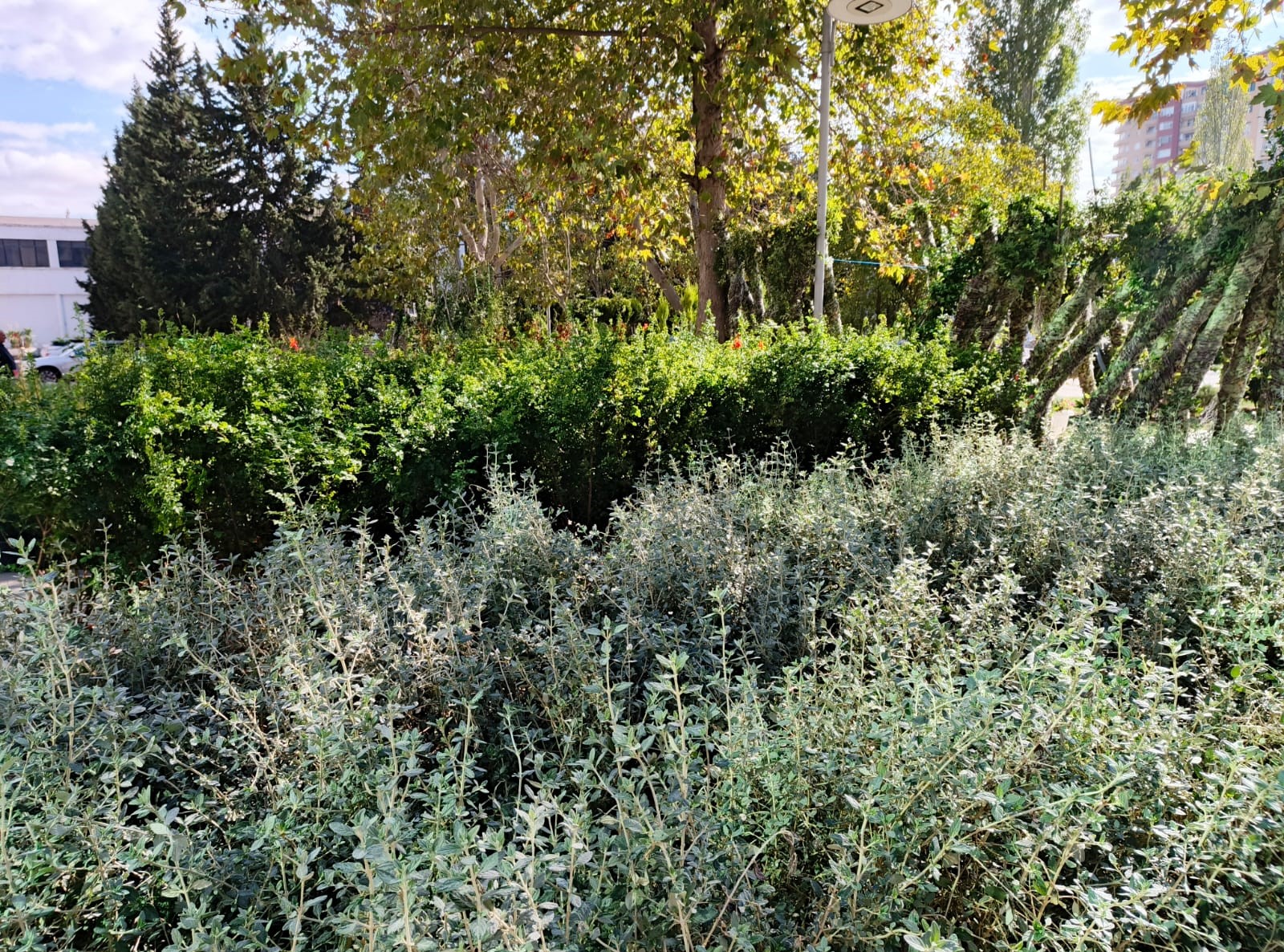 Xətaidə ağacəkmə aksiyası davam edir - FOTOLAR