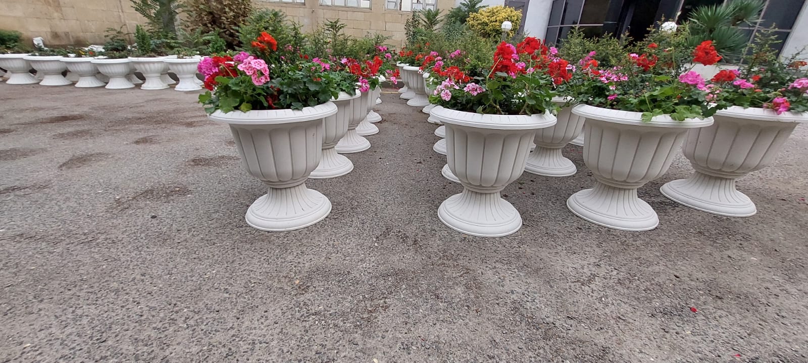 Xətaidə ağacəkmə aksiyası davam edir - FOTOLAR