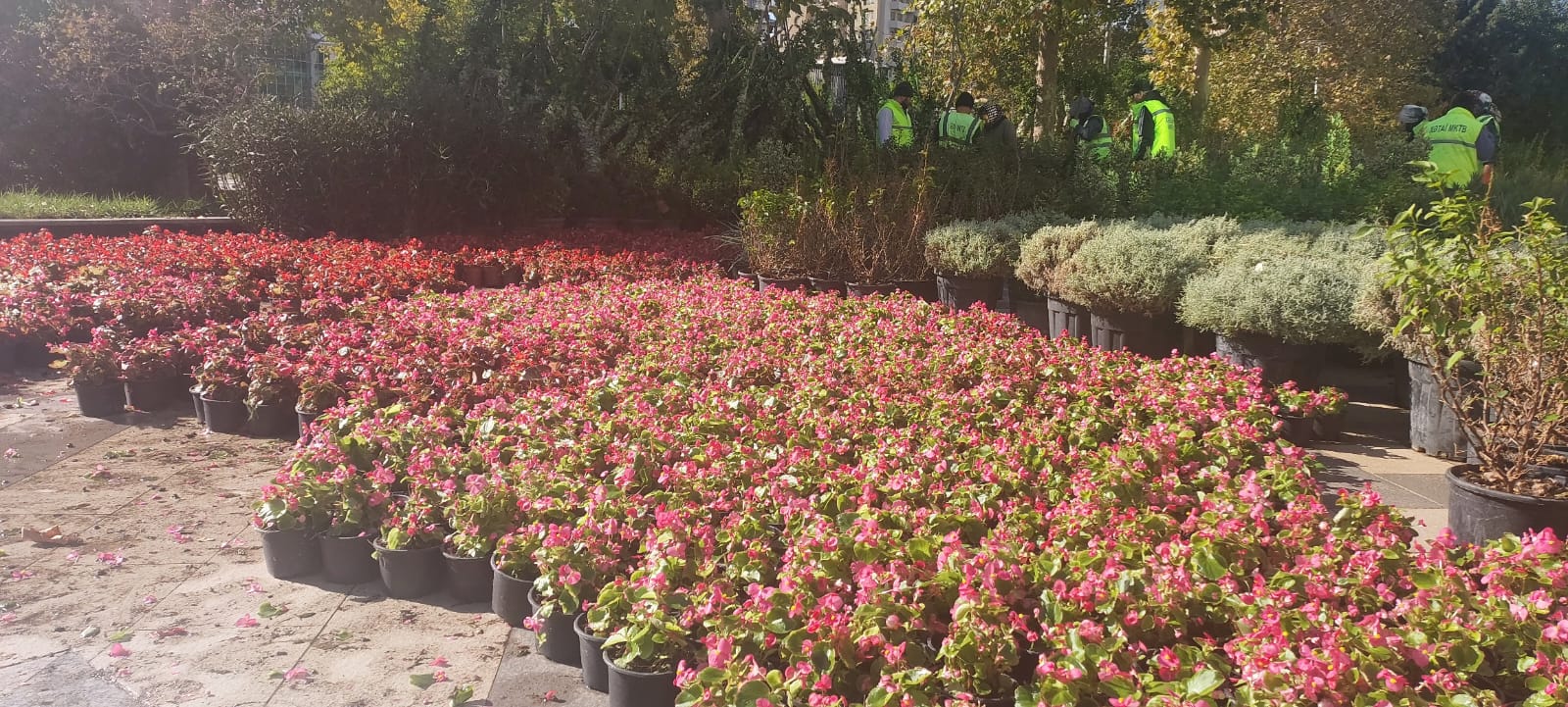 Xətaidə ağacəkmə aksiyası davam edir - FOTOLAR