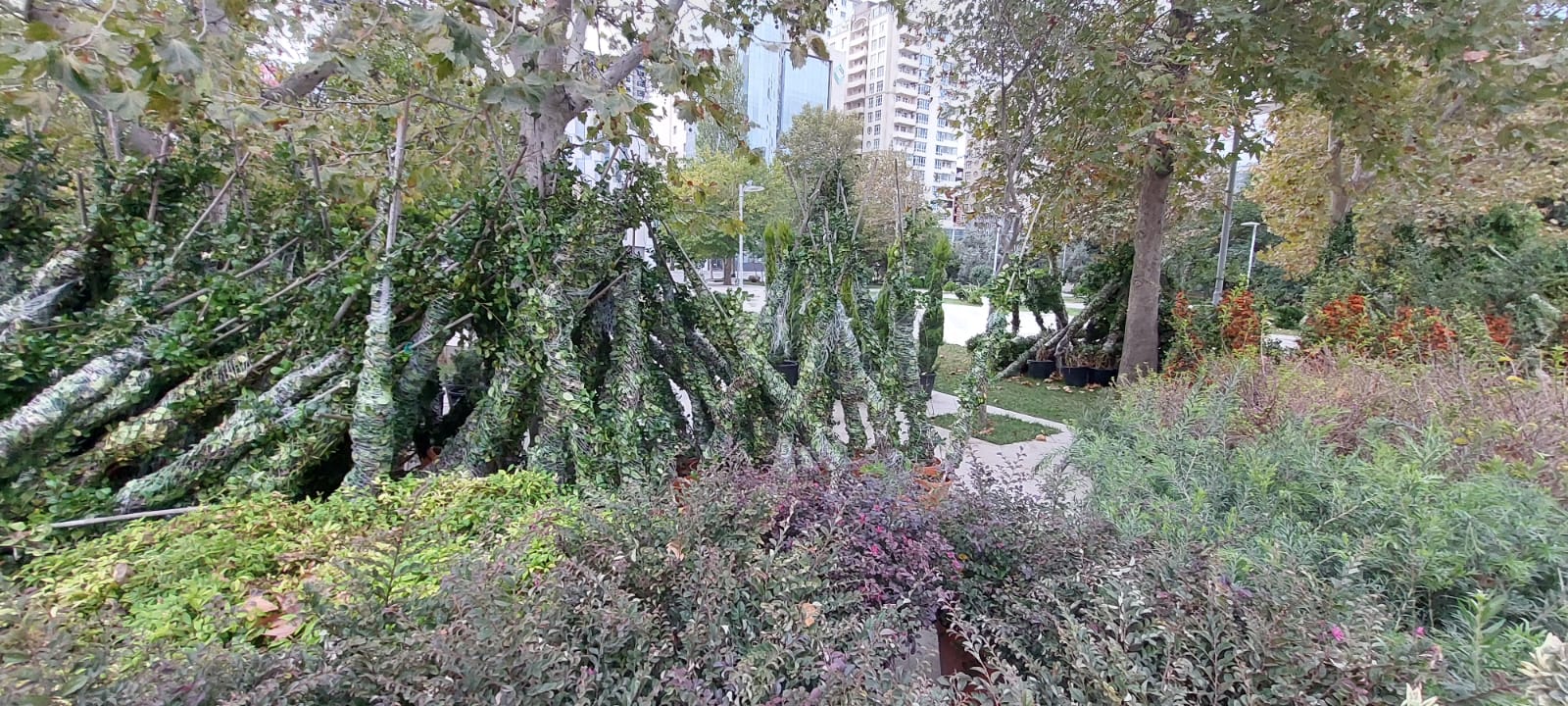 Xətaidə ağacəkmə aksiyası davam edir - FOTOLAR