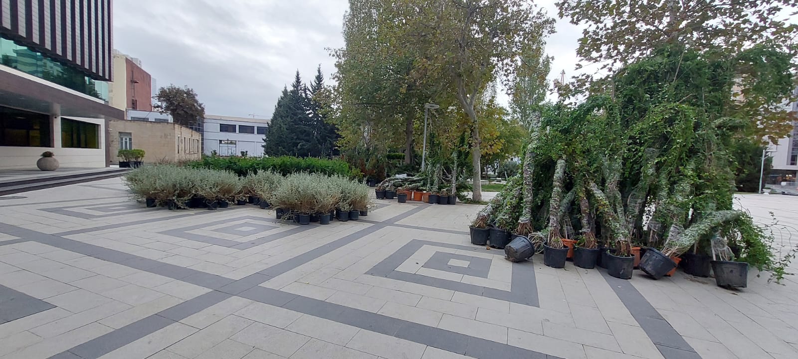 Xətaidə ağacəkmə aksiyası davam edir - FOTOLAR