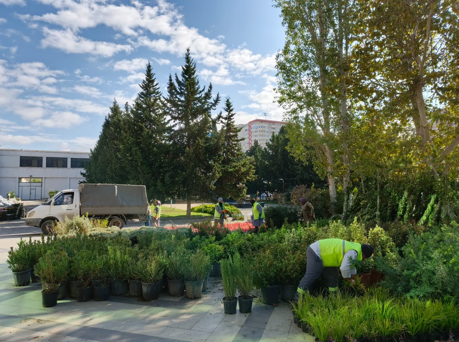 Xətaidə ağacəkmə aksiyası davam edir - FOTOLAR