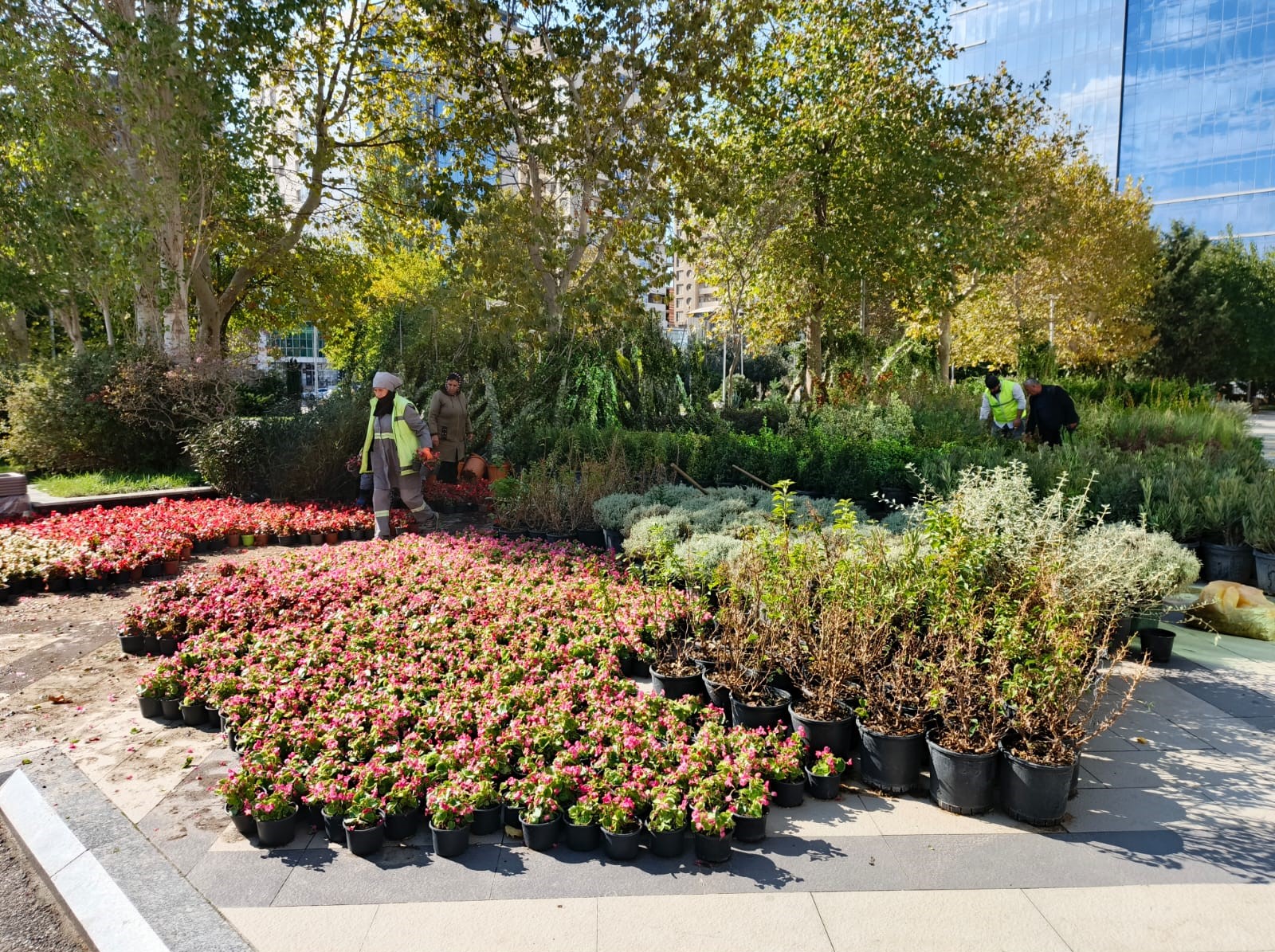 Xətaidə ağacəkmə aksiyası davam edir - FOTOLAR