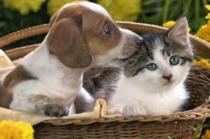 Heyvanlara işgəncə verənlər məsuliyyətə cəlb olunacaq