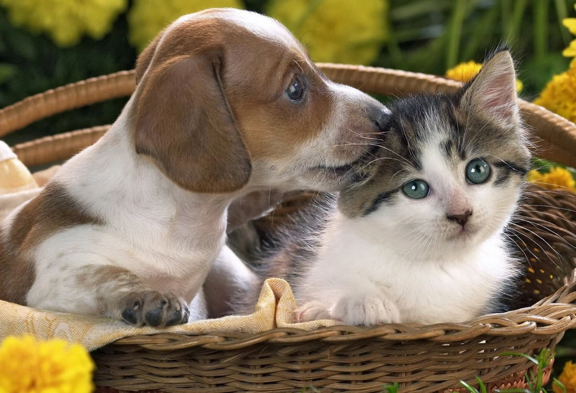 Heyvanlara işgəncə verənlər məsuliyyətə cəlb olunacaq