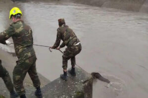 Kanala düşən maral belə xilas edildi - VİDEO