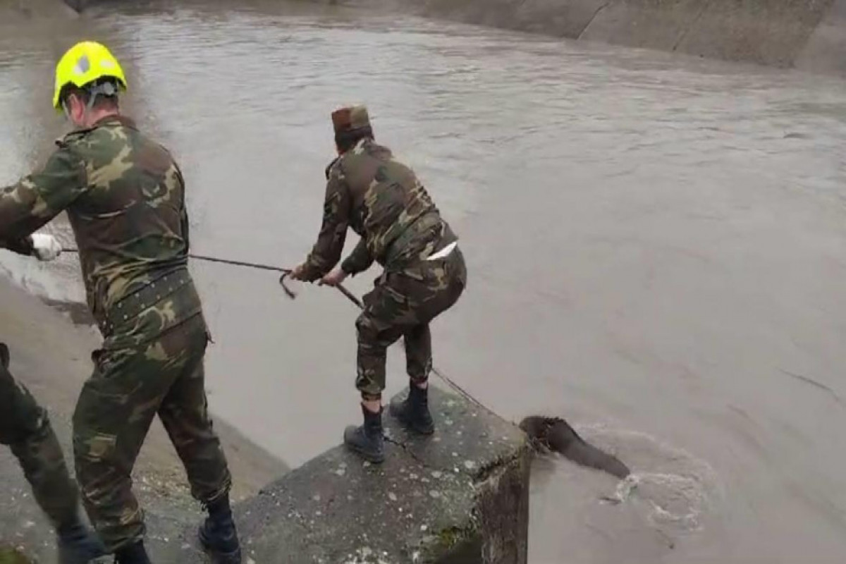 Kanala düşən maral belə xilas edildi - VİDEO