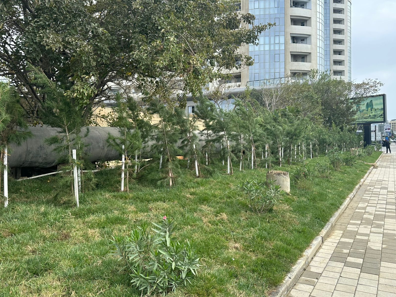 Xətaidə ağacəkmə aksiyasına start verildi - FOTOLAR