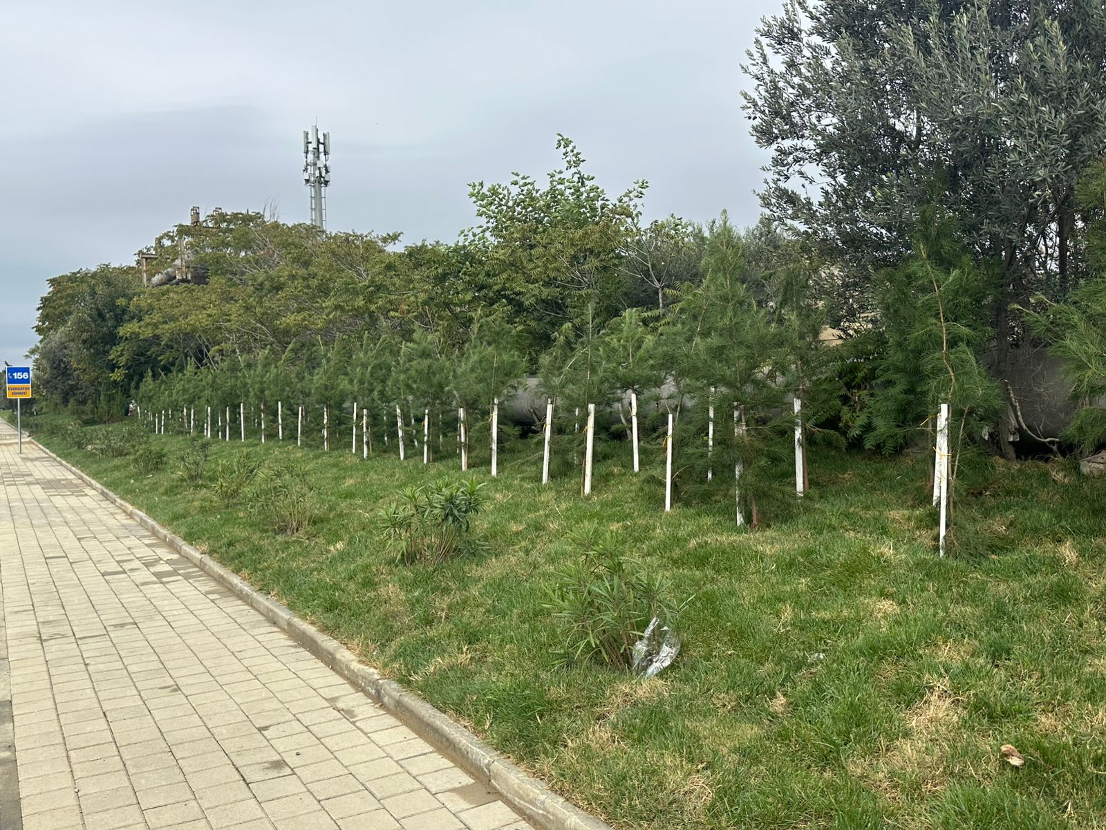 Xətaidə ağacəkmə aksiyasına start verildi - FOTOLAR