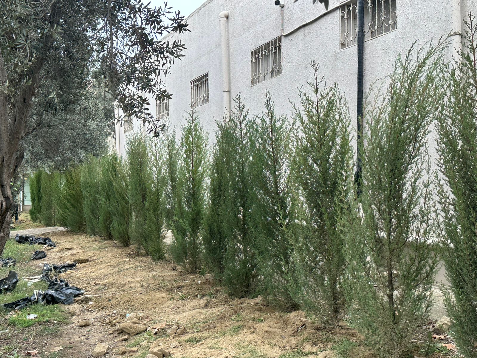 Xətaidə ağacəkmə aksiyasına start verildi - FOTOLAR